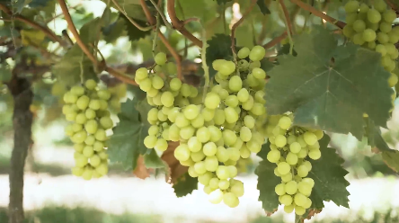 b08d62abb6b7494f9565677599b39229